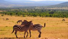 Bon à savoir pour parfaire un safari au Kenya